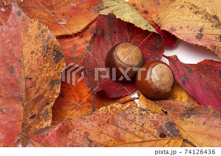 どんぐりと紅葉した落葉の写真素材 [74126436] - PIXTA 