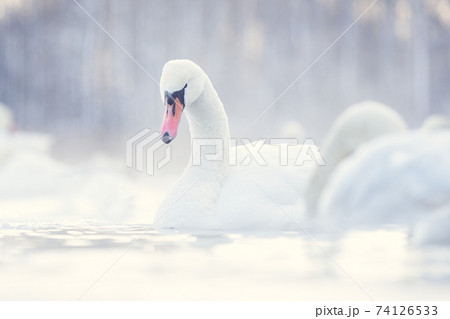 Winter background swan lake. White swan on the background of other swans on the lake. The water is steaming. 74126533