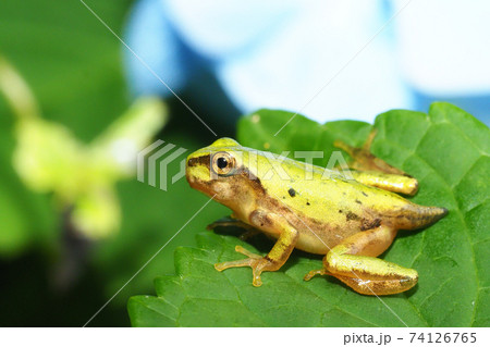 ニホンアマガエルの幼体 74126765