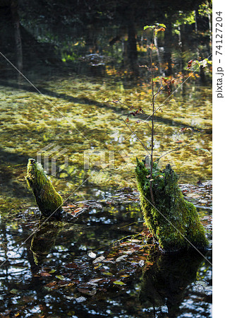 北海道の自然と緑に包まれた美しく神秘的な神の子池の写真素材