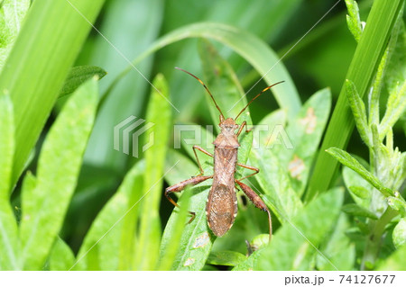 ホソヘリカメムシの幼虫 74127677
