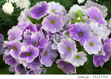 プリムラ　オブコニカ　うつり紫 74127702