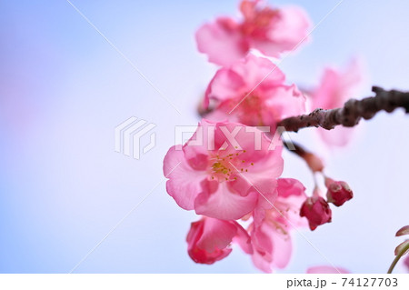 透明感のある綺麗な河津桜と空 74127703