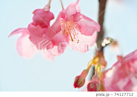 透明感のある綺麗な河津桜と空 74127712