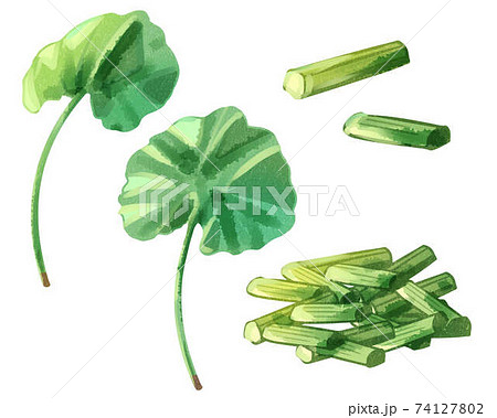 ふき　水彩風 74127802