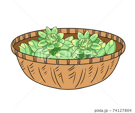 籠に入れたふきのとうのイラスト素材