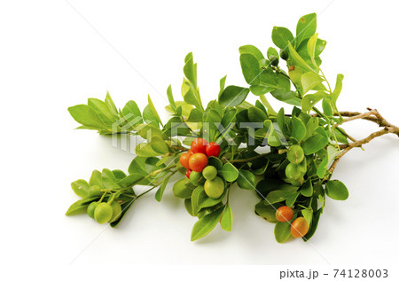 ゲッキツ 74128003