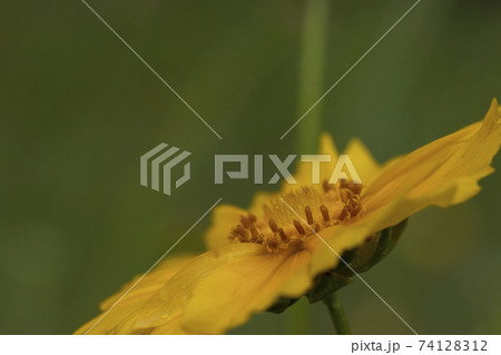 初夏の草花 大金鶏菊 オオキンケイギク の写真素材