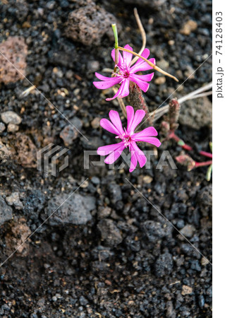 Colourful wild summer flowers growing on Etna Volcano lava, Sicily Colourful wild summer flowers growing on Etna Volcano lava, Sicily 74128403