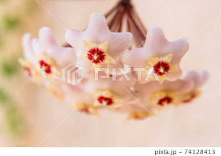 Macro of Hoya Carnosa or Waxplant Flower 74128413