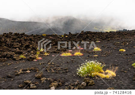 Mount Etna volcanic landscape and its typical vegetation, Sicily Mount Etna volcanic landscape and its typical vegetation, Sicily 74128416