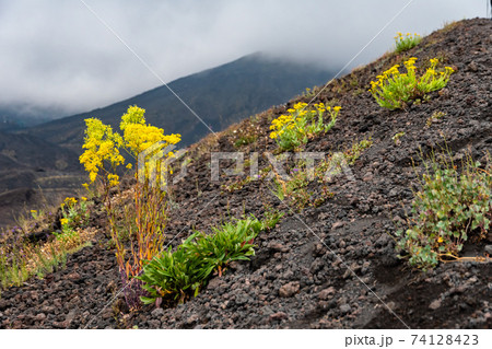 Mount Etna volcanic landscape and its typical summer vegetation Mount Etna volcanic landscape and its typical summer vegetation 74128423