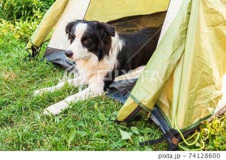 Outdoor portrait of cute funny puppy dog border collie lying down inside in camping tent. Pet travel adventure with dog companion. Guardian and camping protection. Trip tourism concept 74128600