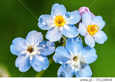 Beautiful wild forget-me-not Myosotis flower blossom flowers in spring time. Close up macro blue flowers with rain drops, selective focus. Inspirational natural floral blooming summer garden or park. Beautiful wild forget-me-not Myosotis flower blossom flowers in spring time. Close up macro blue flowers with rain drops, selective focus. Inspirational natural floral blooming summer garden or park. 74128648