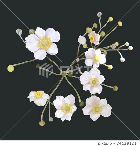 white flowers with a yellow center. bush of white flowers. watercolor illustration white flowers with a yellow center. bush of white flowers. watercolor illustration 74129121