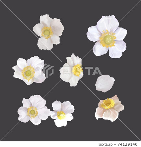 white flowers with a yellow center. bush of white flowers. watercolor  74129140