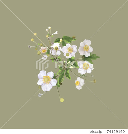 white flowers with a yellow center. bush of white flowers. watercolor  74129160