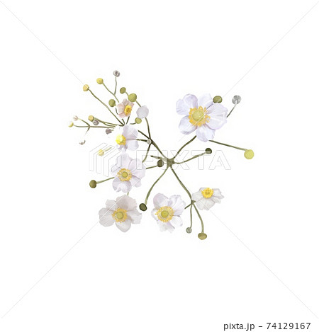 white flowers with a yellow center. bush of white flowers. watercolor white flowers with a yellow center. bush of white flowers. watercolor 74129167