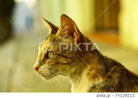 キューバの猫の横顔 キューバの猫の横顔 74129213