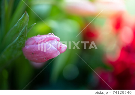 Beautiful bouquet of tulips. colorful tulips. nature background Beautiful bouquet of tulips. colorful tulips. nature background 74129540