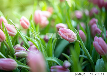 Beautiful bouquet of tulips. colorful tulips. nature background Beautiful bouquet of tulips. colorful tulips. nature background 74129541