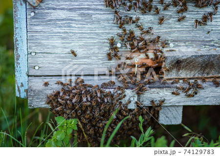 Plenty of bees at the entrance of beehive in apiary. Busy bees, close up view of the working bees. Wooden beehive and bees. Plenty of bees at the entrance of beehive in apiary. Busy bees, close up view of the working bees. Wooden beehive and bees. 74129783