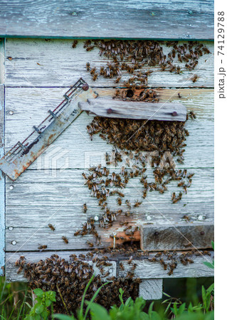Plenty of bees at the entrance of beehive in apiary. Busy bees, close up view of the working bees. Wooden beehive and bees. Plenty of bees at the entrance of beehive in apiary. Busy bees, close up view of the working bees. Wooden beehive and bees. 74129788
