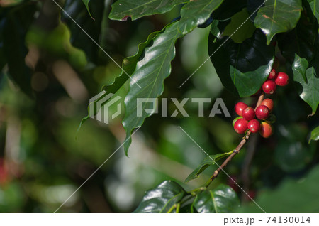 coffee background. 74130014