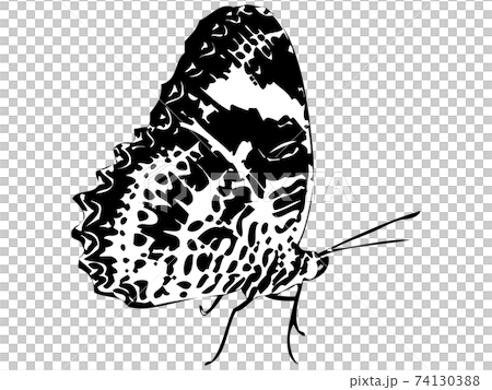 蝶シルエット 43のイラスト素材