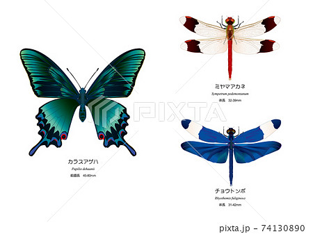 カラスアゲハ、ミヤマアカネ、チョウトンボのイラスト素材 [74130890