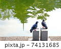 鳩が五重塔の映る池で寄り添う 74131685