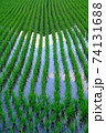 田植え後の稲がきれいに整列する水田（縦） 74131688