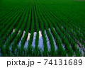 田植え後の稲がきれいに整列する水田（横） 74131689