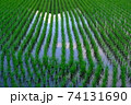 田植え後の稲がきれいに整列する水田（横） 74131690