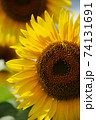 大きなひまわり 74131691
