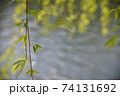 柳とキラキラ光る水面 74131692
