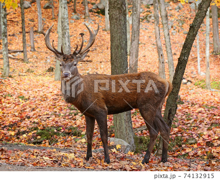 Powerful adult red deer stag in autumn forest. 74132915