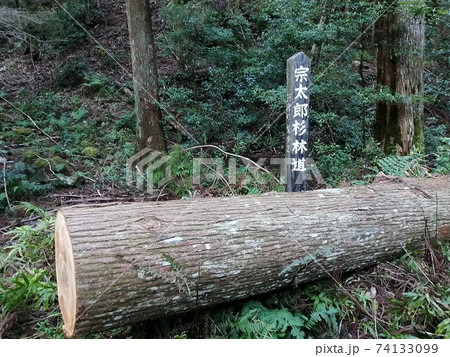 宗太郎杉林道 74133099