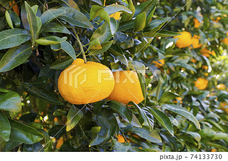 たわわに実ったはっさくや甘夏の果実の写真素材
