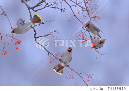 レンジャク⑰（北海道） 74133959