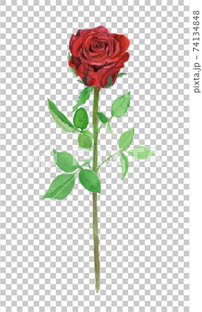 Roza×hybrids 赤バラの水彩イラスト Roza×hybrids 赤バラの水彩イラスト 74134848