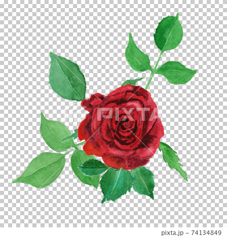 Roza×hybrids 赤バラの水彩イラスト Roza×hybrids 赤バラの水彩イラスト 74134849