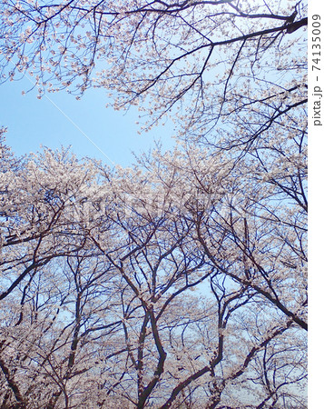 見上げる桜の木々に囲まれた青空と太陽-4 74135009