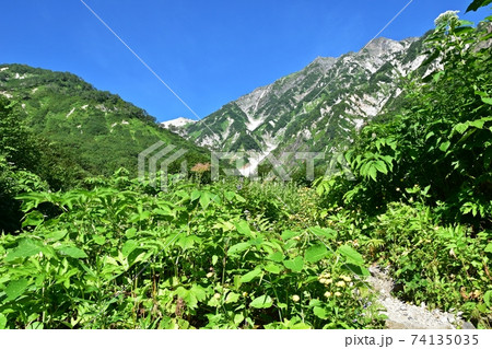 白馬連峰　登山道から見える大雪渓と白馬岳 74135035