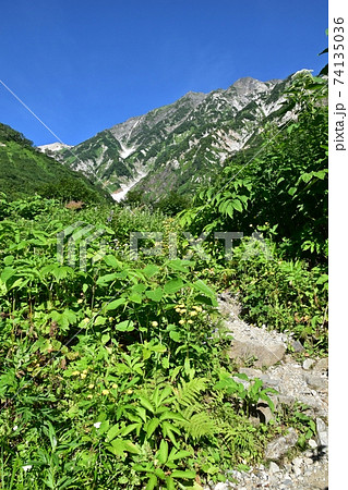白馬連峰　登山道から見える大雪渓と白馬岳 74135036