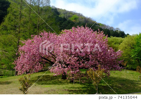 新緑と八重桜 【相模原市津久井 4月】 新緑と八重桜 【相模原市津久井 4月】 74135044