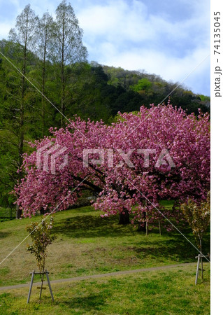 新緑と八重桜　【相模原市津久井　4月】 74135045