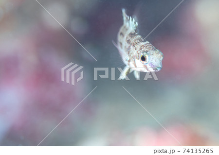 ベラの幼魚の写真素材