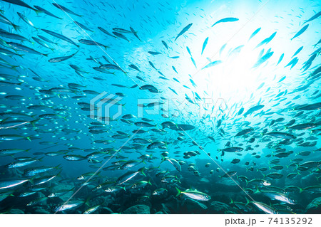アジの大群 74135292