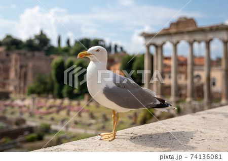 Mediterranean gull seating on stones of Roman forum in Rome, Italy 74136081